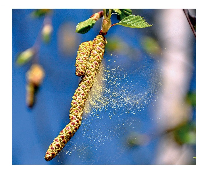 Аллергия на пыльцу березы